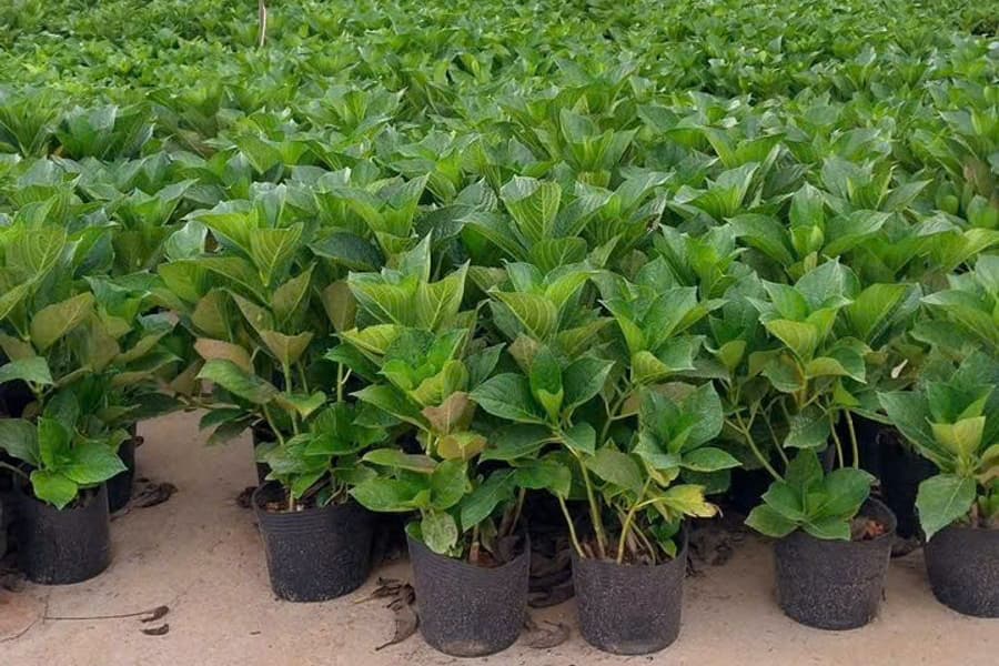 hàng chậu nhựa đen trồng cẩm tú cầu tại vườn đà lạt