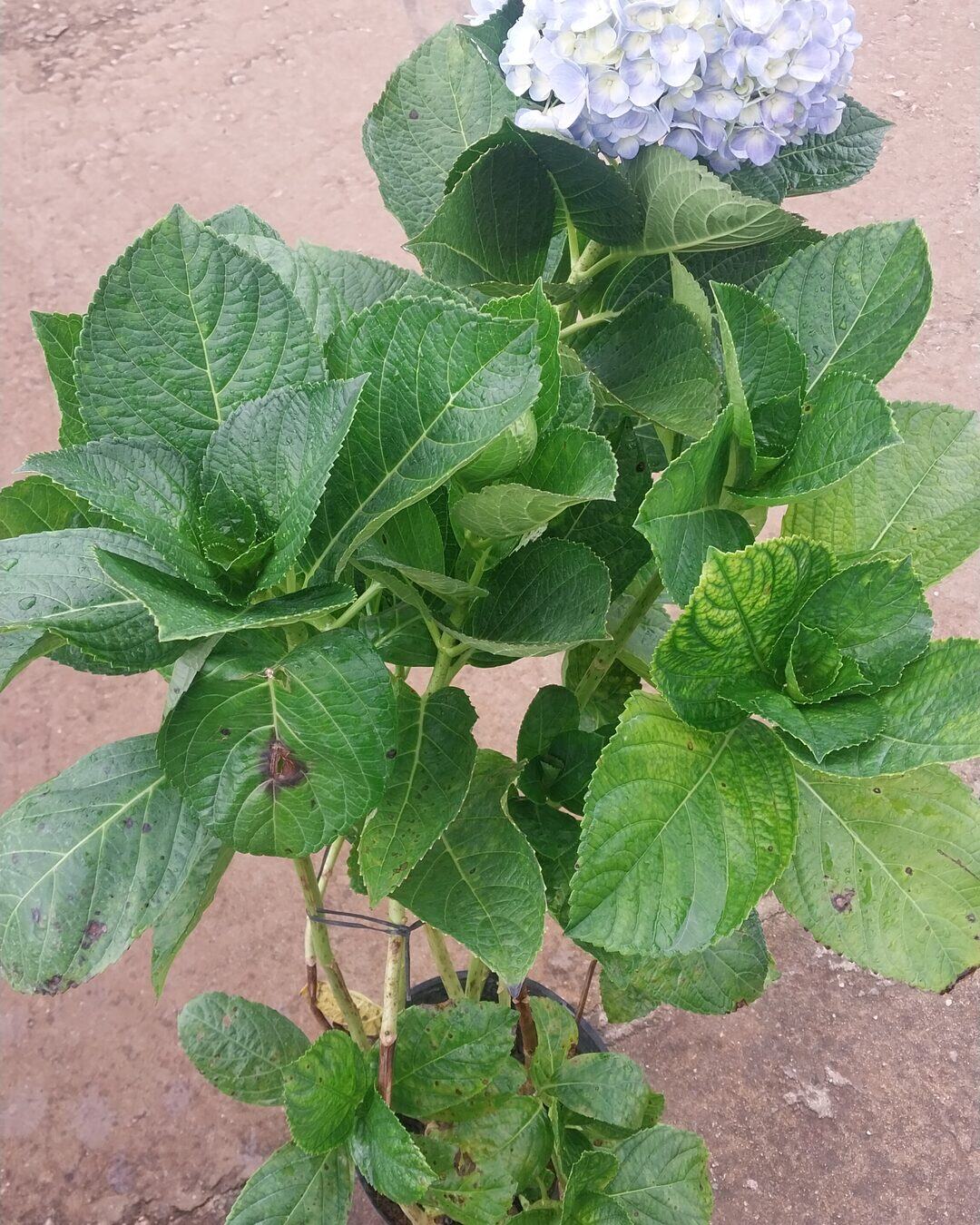 Vườn hoa cẩm tú cầu Flourish Farm, đất Đà Lạt tạo ra màu sắc độc bản
