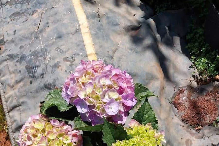 ba bông cẩm tú cầu hồng và xanh lá thể hiện màu theo đất