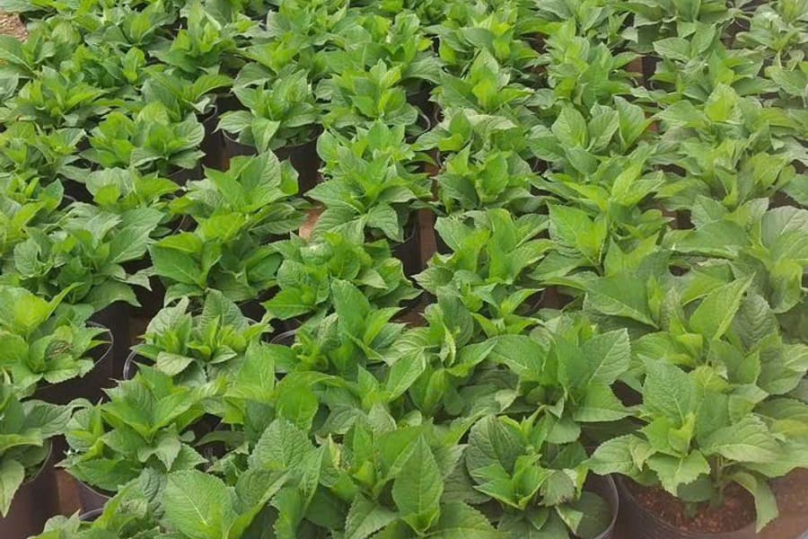 luống chậu cẩm tú cầu giống nhiệt đới dáng thấp gọn