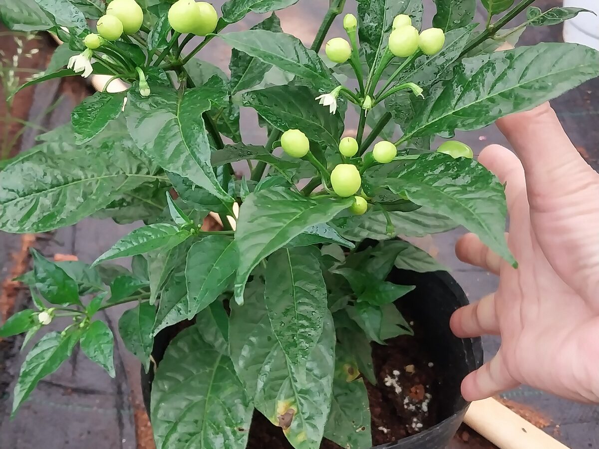 Bàn tay đặt cạnh chậu cây tại vườn Flourish Farm để so sánh kích cỡ thật